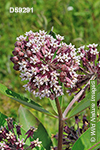 Common Milkweed (Asclepias syriaca)